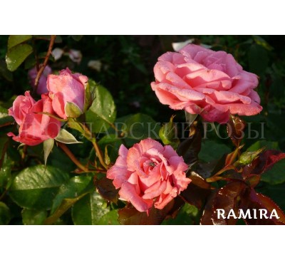 Роза Ramira 