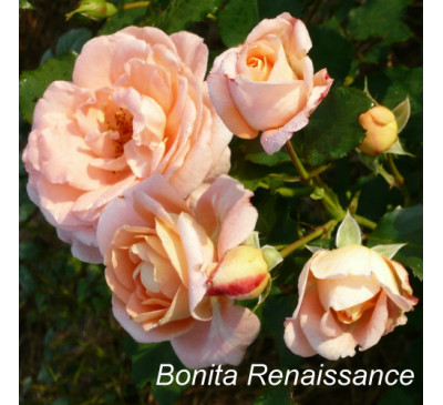 Роза Bonita Renaissance 