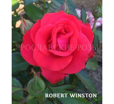 Роза Robert Winston