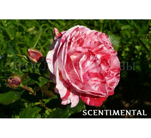 Роза Scentimental 