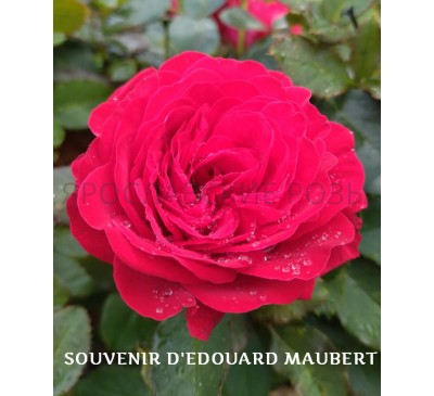 Роза Souvenir d'Edouard Maubert