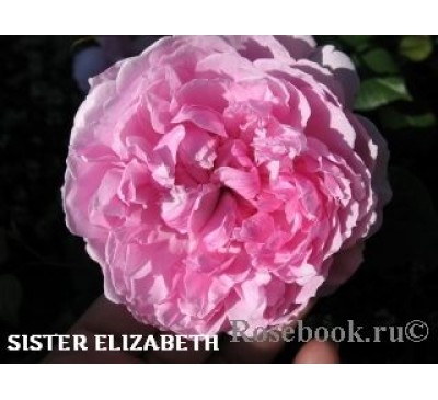 Роза Sister Elizabeth 