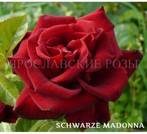 Роза Schwarze Madonna