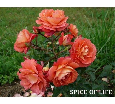 Роза Spice of Life 
