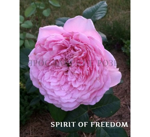 Роза Spirit of Freedom