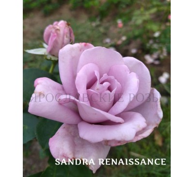 Роза Sandra Renaissance