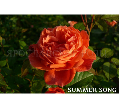 Роза Summer Song 