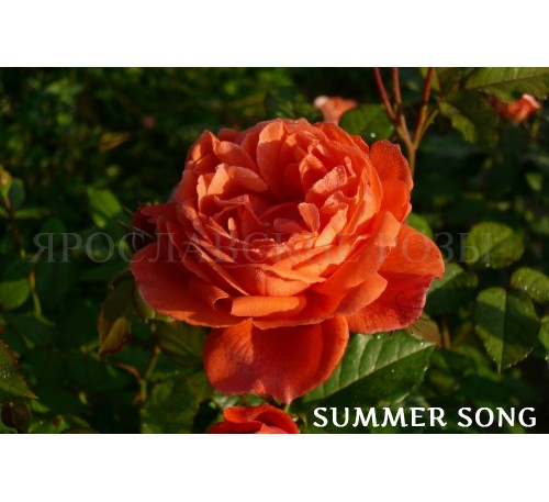 Роза Summer Song 