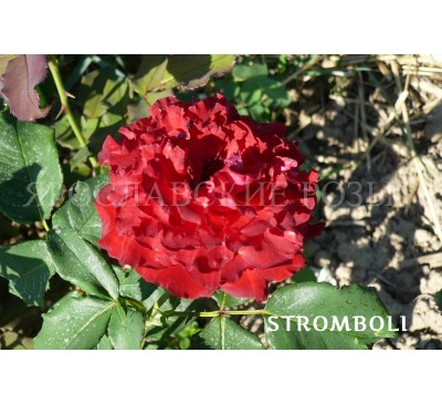Роза Stromboli 