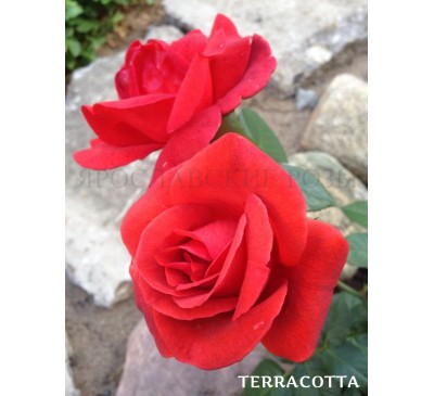 Роза Terracotta