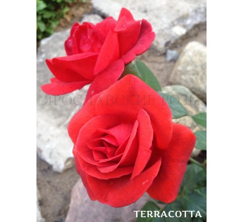 Роза Terracotta