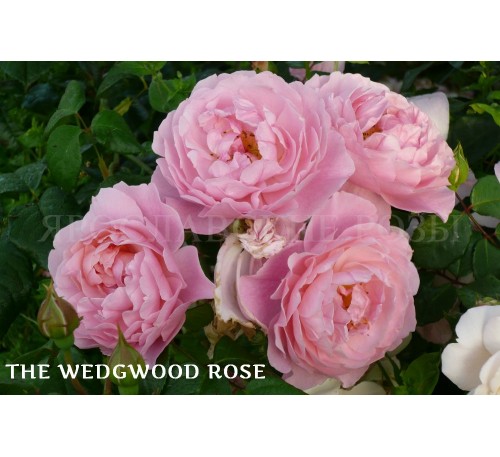 Роза The Wedgwood Rose