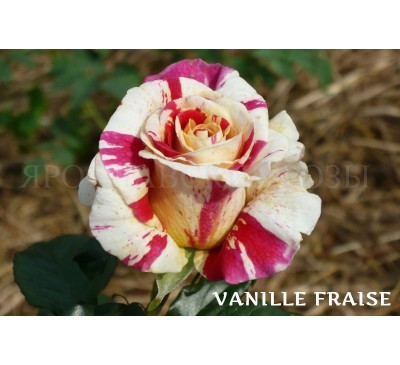 Роза Vanille Fraise 