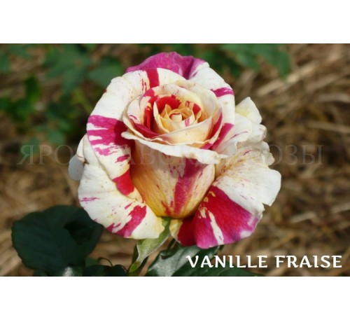 Роза Vanille Fraise 