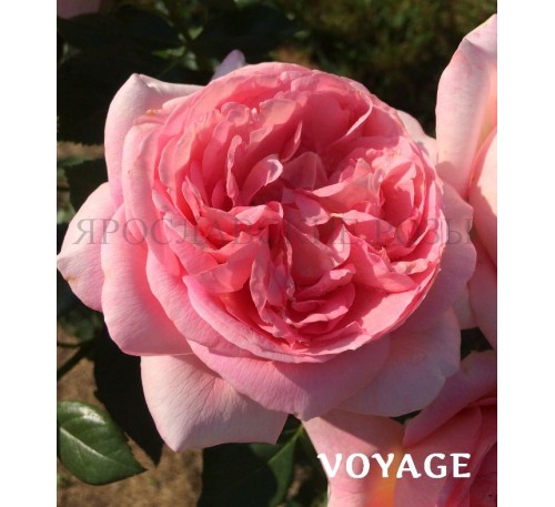 Роза Voyage