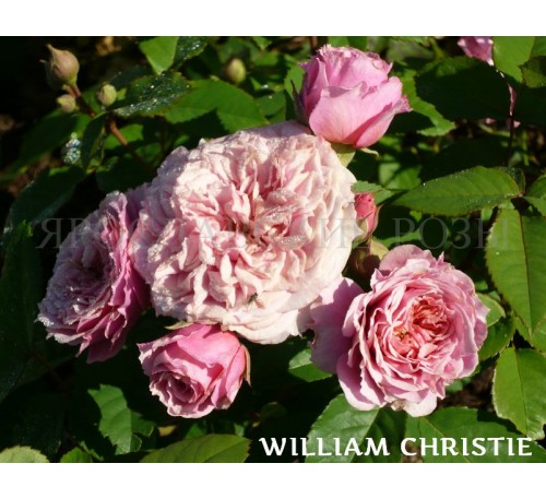 Роза William Christie