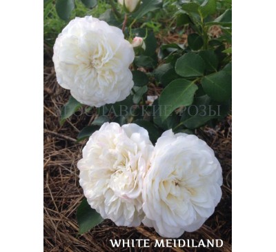 Роза White Meidiland