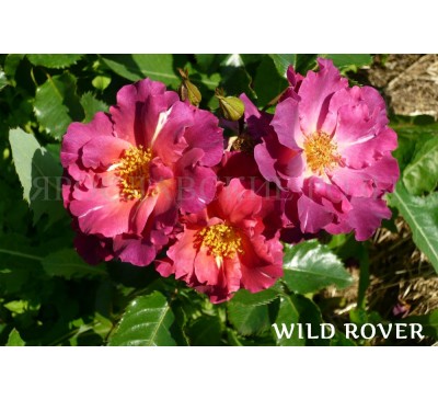 Роза Wild Rover 