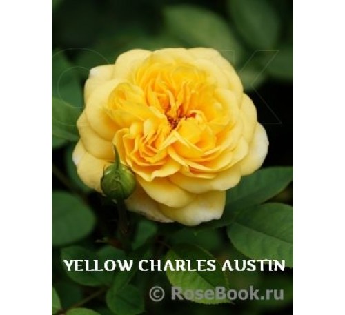 Роза Yellow Charles Austin
